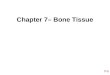Chapter 7– Bone Tissue