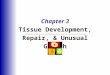Chapter 3 Tissue Development, Repair, & Unusual Growth