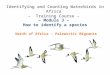 – Module 3 –  How to identify a species  North of Africa - Palearctic Migrants