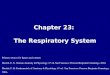 Chapter 23:  The Respiratory System