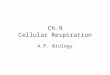 Ch.9 Cellular Respiration