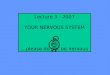 Lecture 3 - 2007 YOUR NERVOUS SYSTEM …please do not be nervous