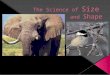 The Science of  Size and  Shape