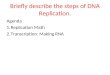Briefly describe the steps of DNA Replication