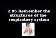 2.05 Remember the structures of the  respiratory system