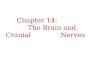 Chapter 14:   The Brain and Cranial Nerves