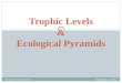 Trophic Levels  &  Ecological Pyramids