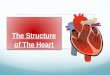 The Structure of The Heart