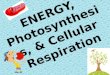 ENERGY, Photosynthesis, & Cellular Respiratio n