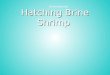Hatching Brine Shrimp