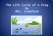The Life Cycle of a Frog by Mrs. Crawford