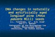 DNA changes in naturally and artificially aged longleaf pine ( Pinus palustris  Mill) seeds