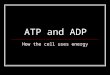 ATP and ADP