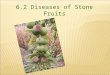 6.2 Diseases of Stone Fruits