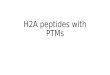 H2A  peptides with PTMs