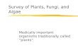 Survey of Plants, Fungi, and Algae