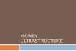 Kidney  Ultrastructure