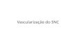 Vascularização do SNC