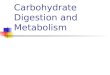 Carbohydrate  Digestion and Metabolism