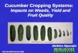 Cucumber Cropping Systems: Impacts on Weeds, Yield and Fruit Quality