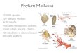 Phylum  Mollusca
