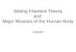 Sliding Filament Theory and  Major Muscles of the Human Body
