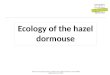 Ecology of the hazel dormouse