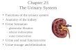 Chapter 23 The Urinary System