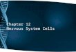 Chapter 12 Nervous System Cells