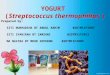 YOGURT  ( Streptococcus  thermophillus ) Prepared by:
