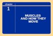 MUSCLES  AND HOW THEY MOVE