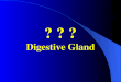消 化 腺 Digestive Gland