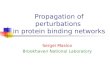 Propagation of perturbations  in protein binding networks