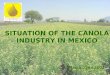 SITUATION OF THE CANOLA INDUSTRY IN MEXICO