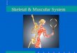 Skeletal & Muscular System