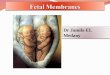 Fetal  Membranes