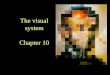The visual system Chapter 10