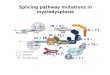 Splicing pathway mutations in myelodysplasia