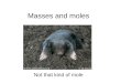 Masses and moles