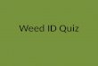Weed ID Quiz
