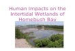 Human Impacts on the Intertidal Wetlands of Homebush Bay