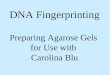 DNA Fingerprinting Preparing Agarose Gels  for Use with  Carolina Blu