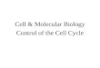 Cell & Molecular Biology Control of the Cell Cycle