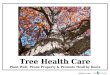 Tree Health Care Plant Well, Prune Property & Promote Healthy Roots