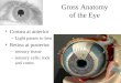 Gross Anatomy of the Eye