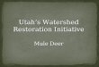 Utah’s Watershed Restoration Initiative Mule Deer