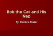 Bob the Cat and His Nap