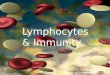 Lymphocytes & Immunity Clinical Pathology I VTHT 2323 Lori  VanValkenburg , RVT