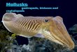 Mollusks :  gastropods,  bivlaves  and cephalopods