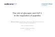 The  role of glucagon and  GLP-1  in the regulation of appetite